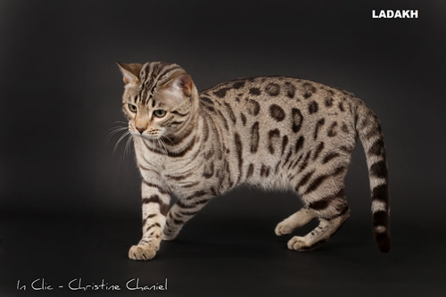 chat bengal snow